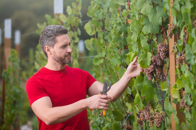 Inside Vine Removal Equipment