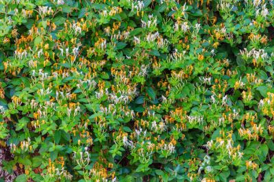 Honeysuckle Spreads Fast