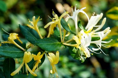 Honeysuckle is Invasive