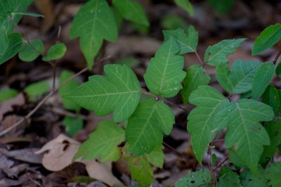 Get Poison Ivy Removal