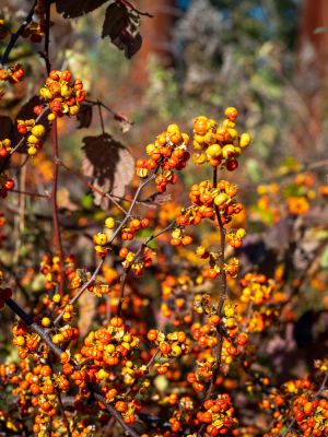 Remove Bittersweet Vines from the Ground!