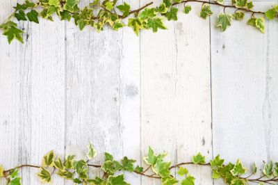 English Ivy Removal