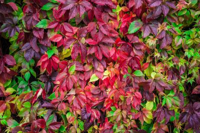 Remove Virginia Creeper from Your Property!