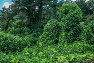 Kudzu Smothers All in its Way!