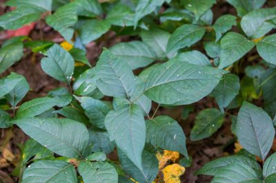 Remove Poison Ivy from Homes and Businesses
