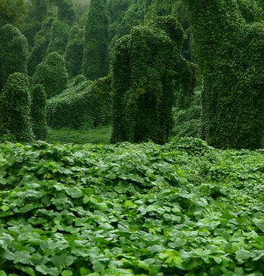 Kudzu is Invasive!