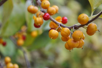 Remove Bittersweet Vine!