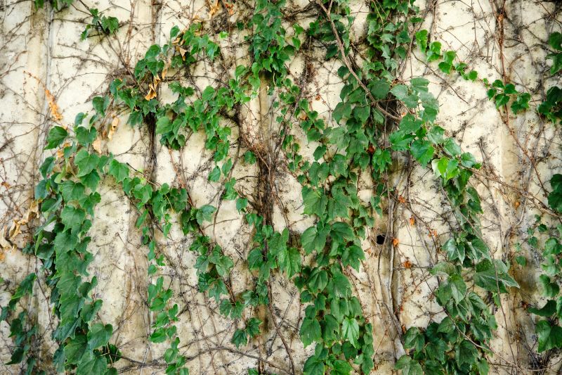 Vine Removal Services Overview