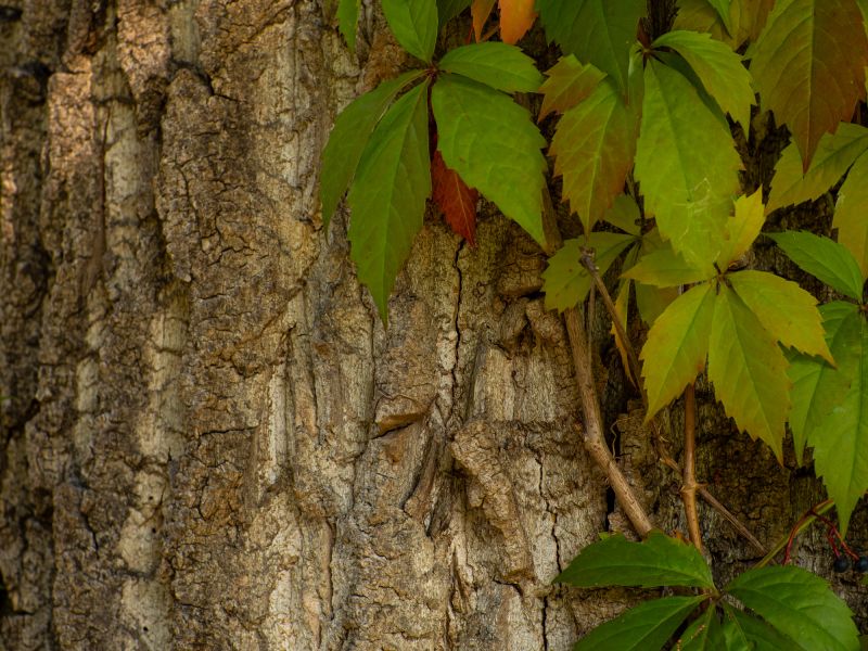 Vine Removal Service Contractor Listings