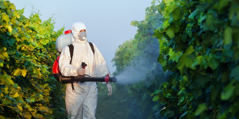 Vine Removal Service Options