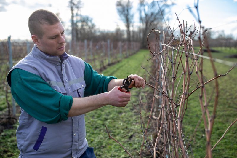 Service Locations for Vine Removal Service